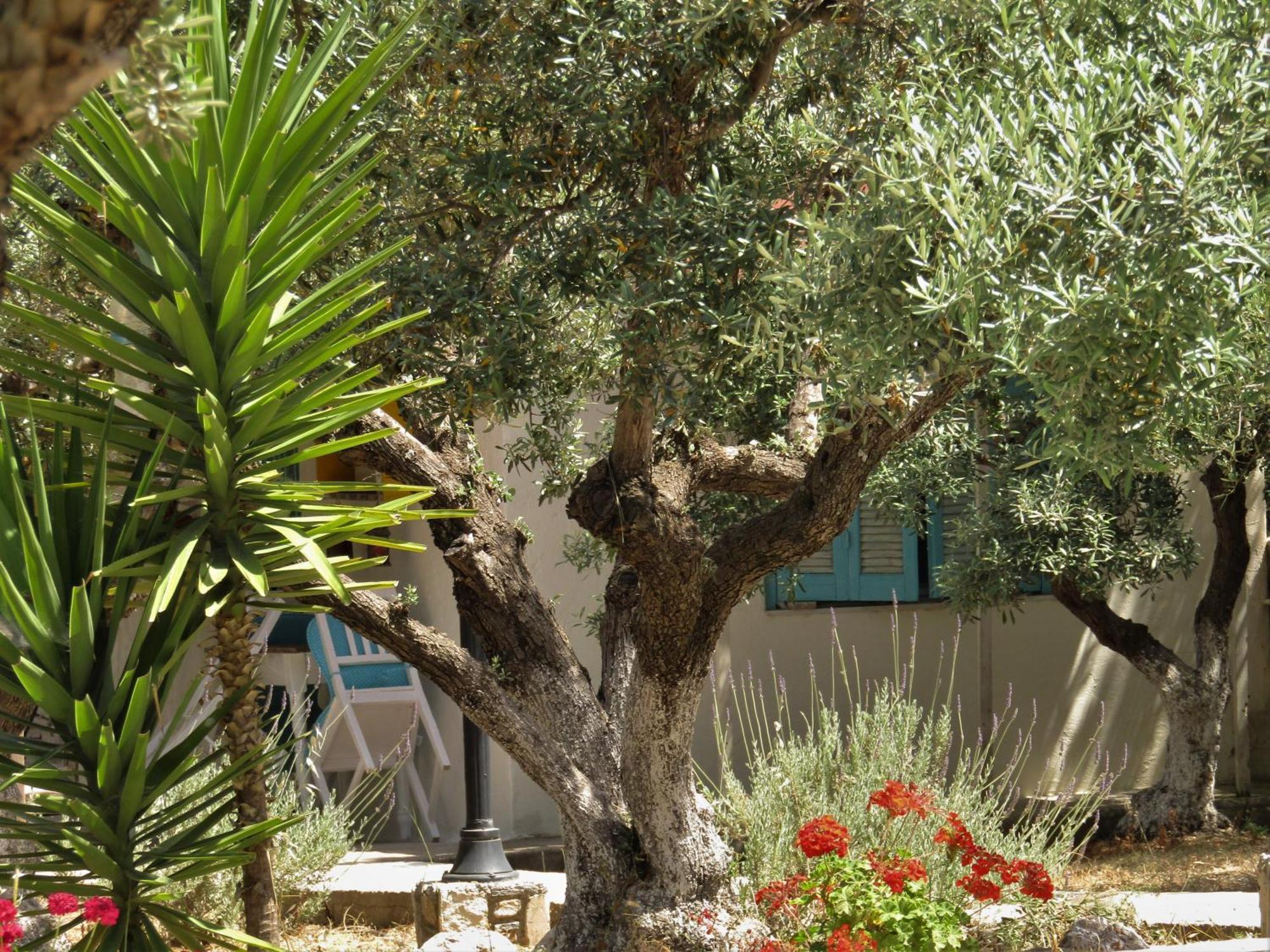 Asklipion Valley Guest House Città di Kos Esterno foto